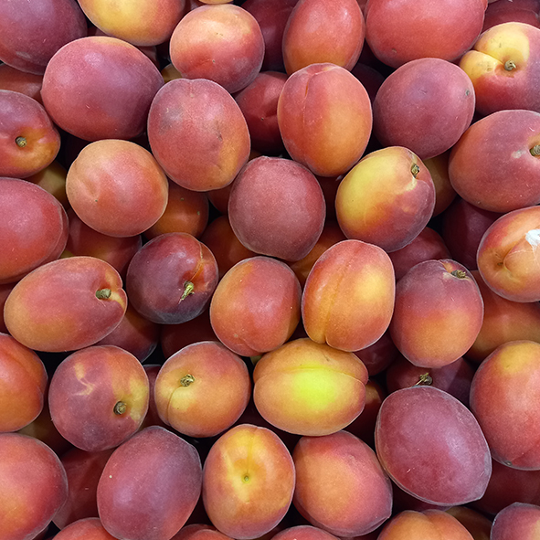 Abricots