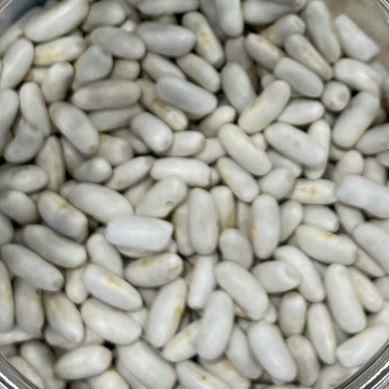 Haricots blancs secs