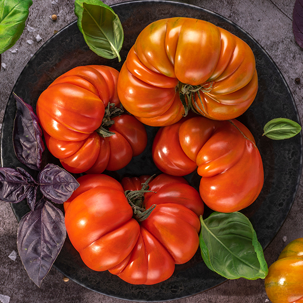 Tomates d'Antan