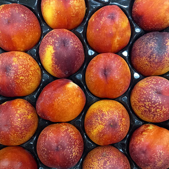 Nectarines