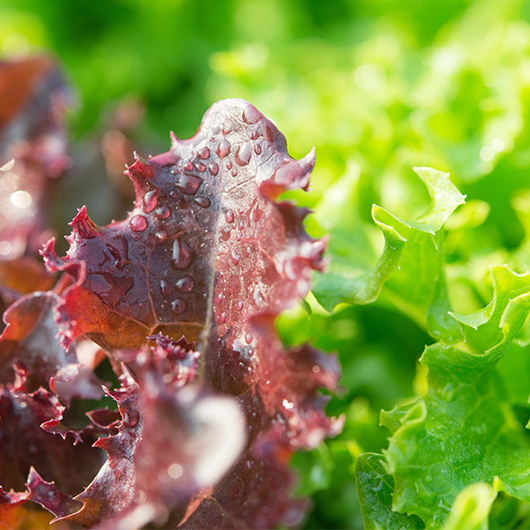 Salades (Laitue / feuilles de chênes rouge et verte)